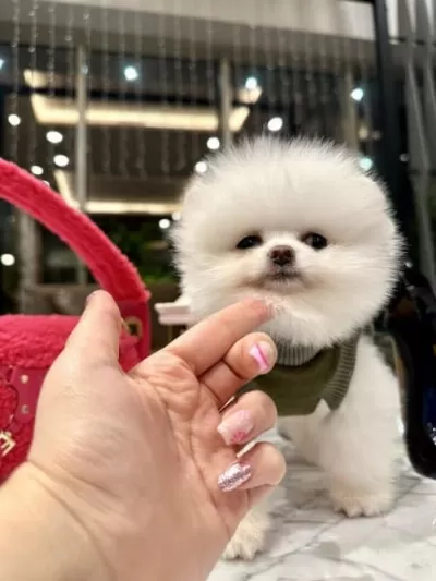 Orjinal Spitz Olmayan Pomeranian Boo