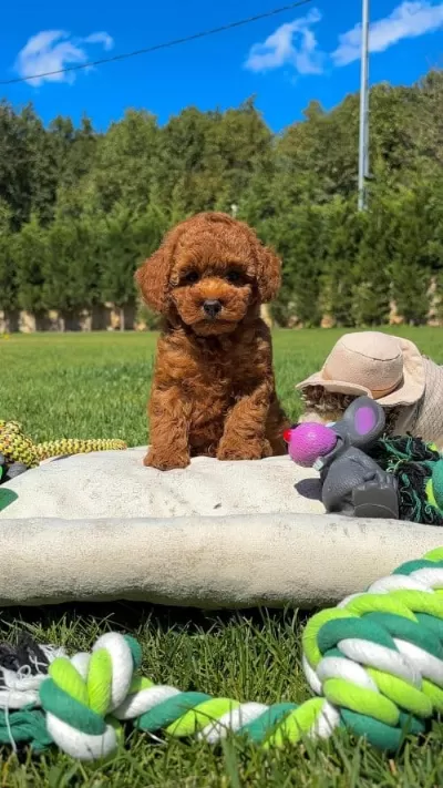 Orjinal Toy Poodle Sağlik Garantili Çocuklar