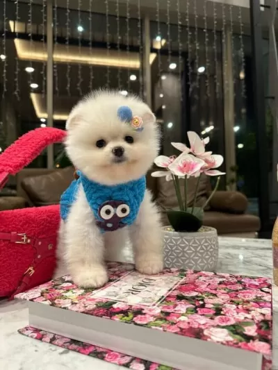 Pomeranian Boo Orjinal Sağlikli