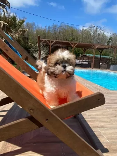 Shihpoo Irkı Köpeğime Acil Yuva Arıyorum