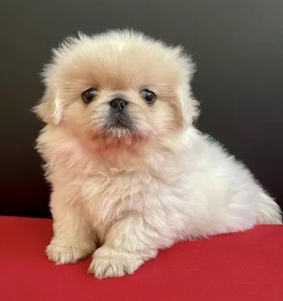 Pekinez Köpek  Dişi 3 Aylık Yavru