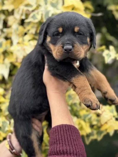 İri Pati Rottweiler Yavrusu