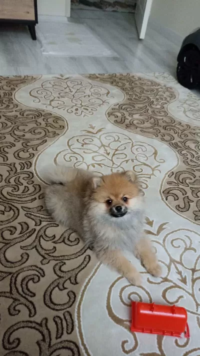 3 Aylık Dişi Pomerian