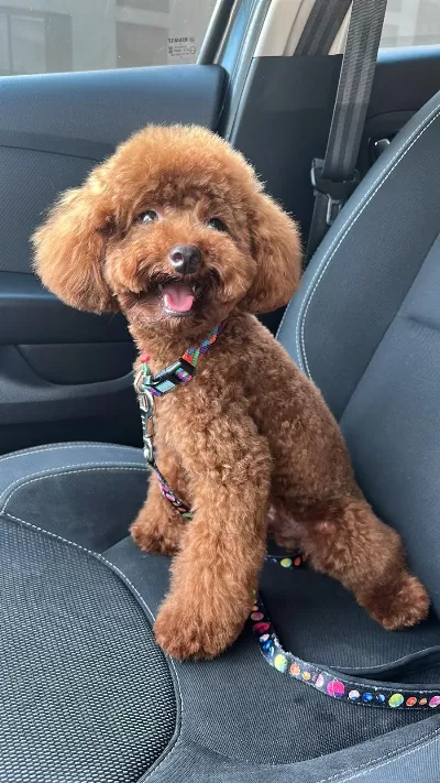 Yetişkin Kore Toy Poodle