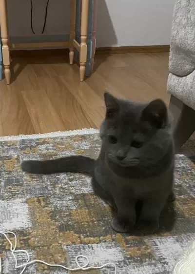 British Shorthair Alerjimden Dolayı Acil