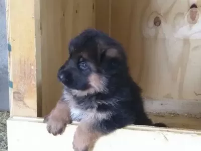 Alman Çoban Köpeği Yavruları