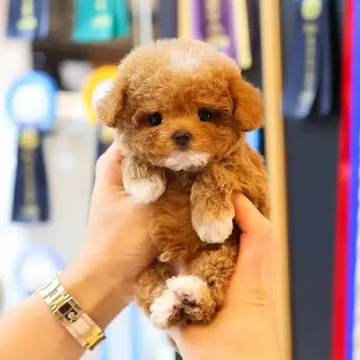 Gelecegin Yildiz Adayi Korean Toy Poodle Yavrumuz