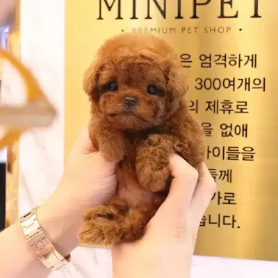 Irk Ve Saglik Garantili Toy Poodle Yavrularımiz
