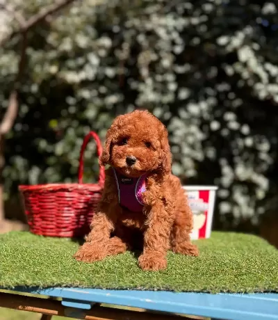 %100 Safkan Teacup Poodle