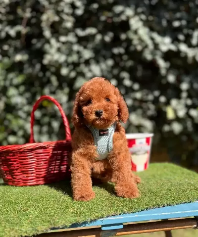 Çok Akıllı Çok Tatlı Ve Haraketli