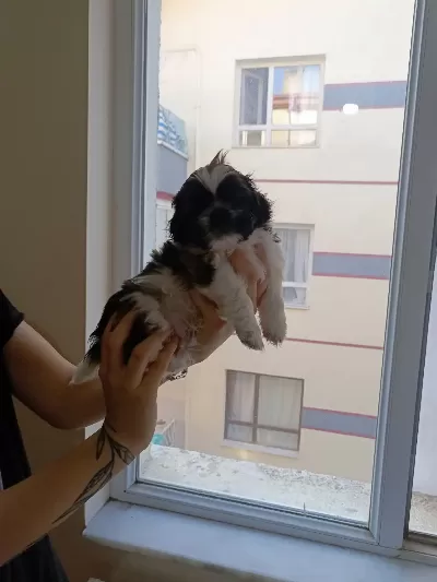 7 Şubat Doğumlu Anne Baba Orjinal Shih-Tzu Çok Uyguna Tam Aile Köpeği