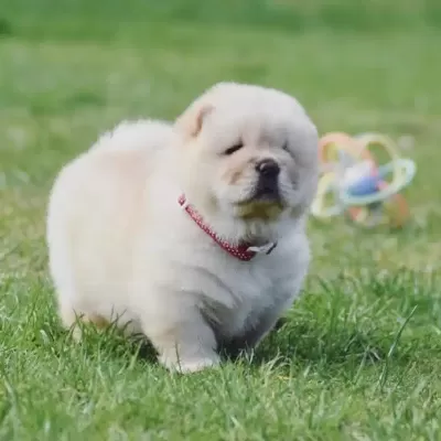 Chow Chow ( Çin Aslanı ) Yavruları