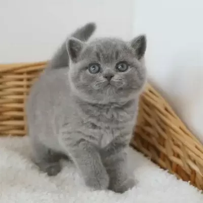 British Shorthair Yavruları