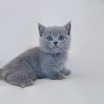 British Shorthair Sevimli Yavrular
