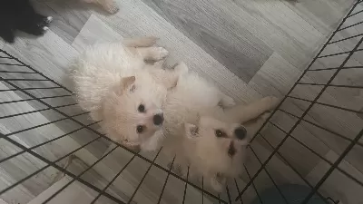 2 Aylık Oyuncu Dostu Yavru Sptiz
