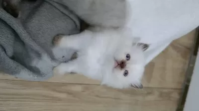 Teslime Hazır Minnoşlarım