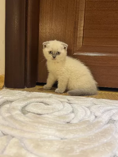 Minnoşlarım Teslime Hazır