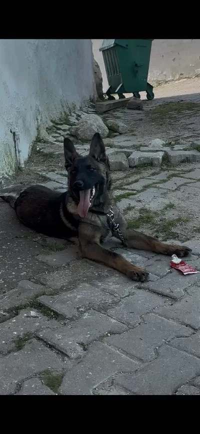 5 Aylık Erkek Malinois Belçika Kurdu Erkek Aşili