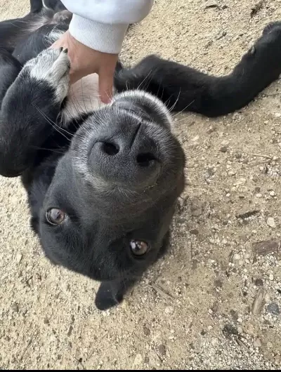 Acil Ücretsiz Sahiplendirme. Barinağa Gönderilecek!