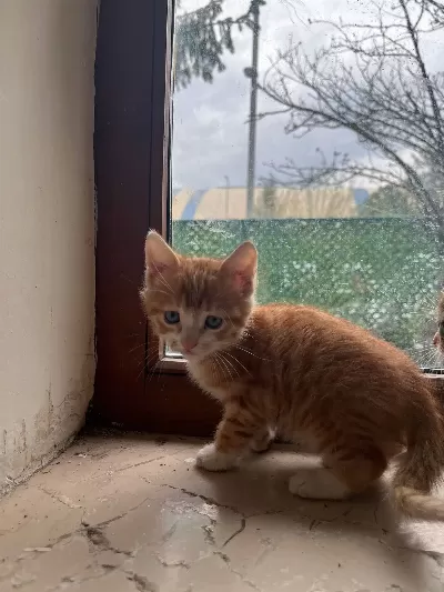 Tatlı Miniğimiz Sevgi Dolu Ailesini Bekliyor