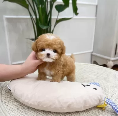 Zirve Guzellikteki Korean Toy Poodle Bebişlerimiz
