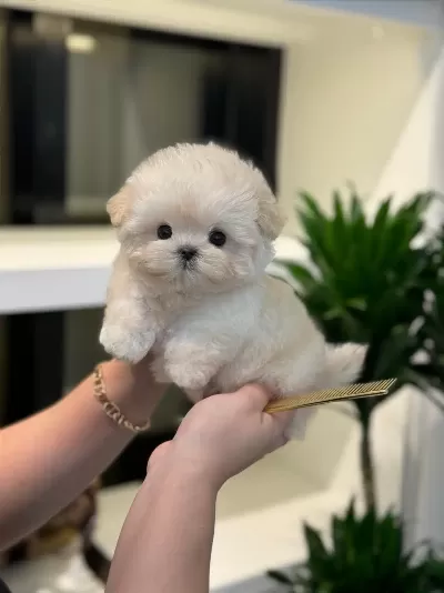 Dünyalar Tatlısı Toy Poodle Çocuklarım