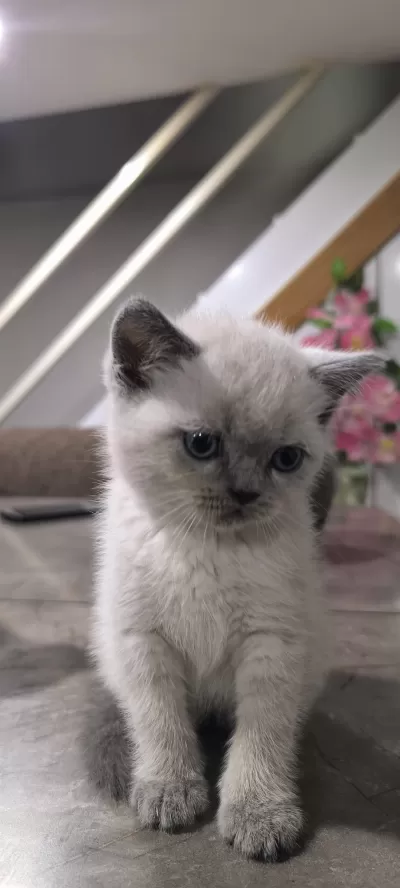 British Shorthair Yavruları