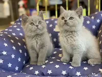 British Shorthair Yavruları