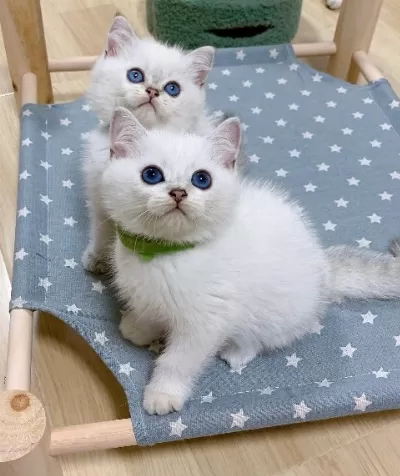 British Shorthair Yavruları Denizli