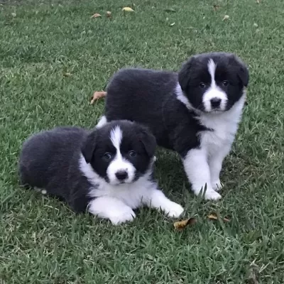 Irk Garantili Border Collie Yavruları