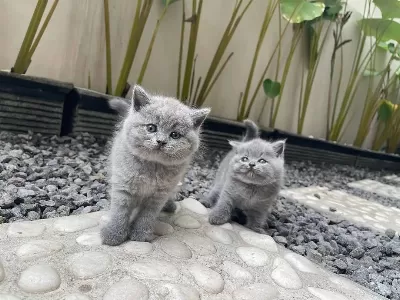 British Shorthair Yavruları