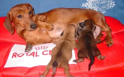 Dachshund Sosis Köpek Yavruları