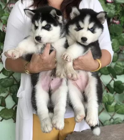 Husky Sibirya Yavruları