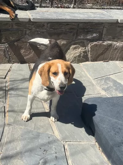 💛 Sevgi Dolu 5 Yaşında Beagle Kızımıza Sıcak Bir Yuva Arıyoruz 💛
