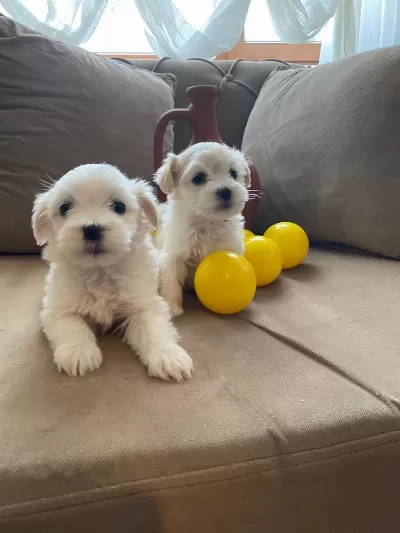 Maltese Bebeklerimiz Uygundur
