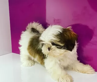 Irk Garantili Shih Tzu Yavruları