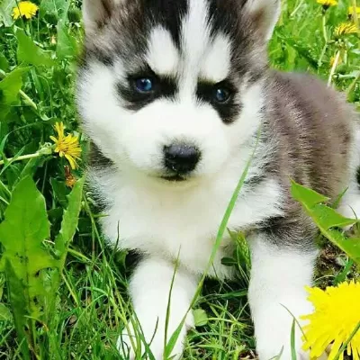 Husky Sibirya Yavrulari