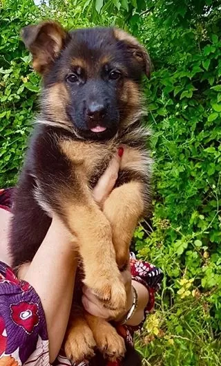 Alman Çoban Köpeği Yavruları