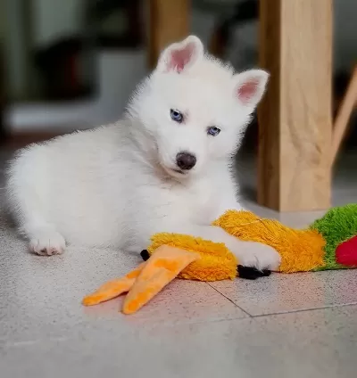 Irk Garantili Husky Sibirya Yavruları