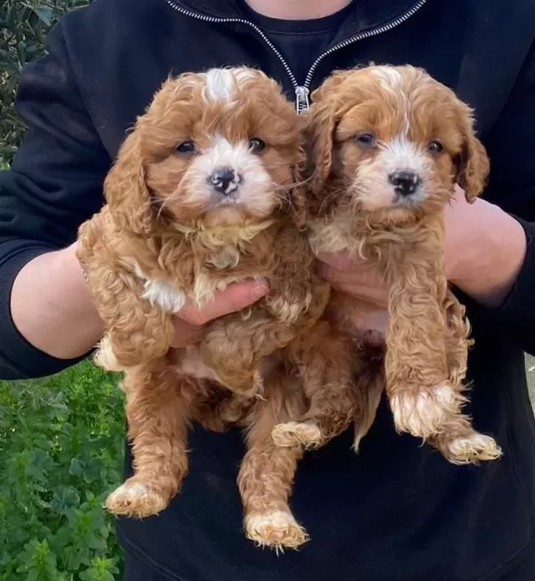 Orjinal Teacup Garantili Maltipoo