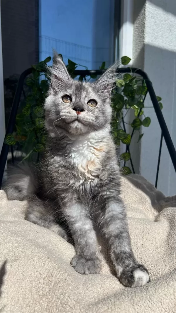 Sağlik Ve İrk Garantili Minik Dev Kedilerimiz