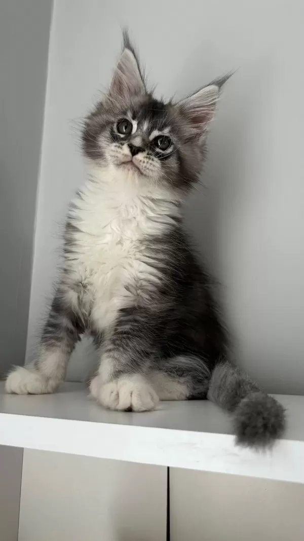 Sağlik Ve İrk Garantili Minik Dev Kediler
