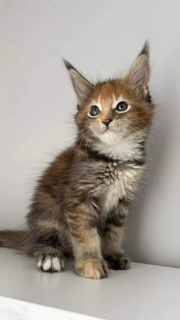 Sağlik Ve İrk Garantili Maine Coon Minik Devler