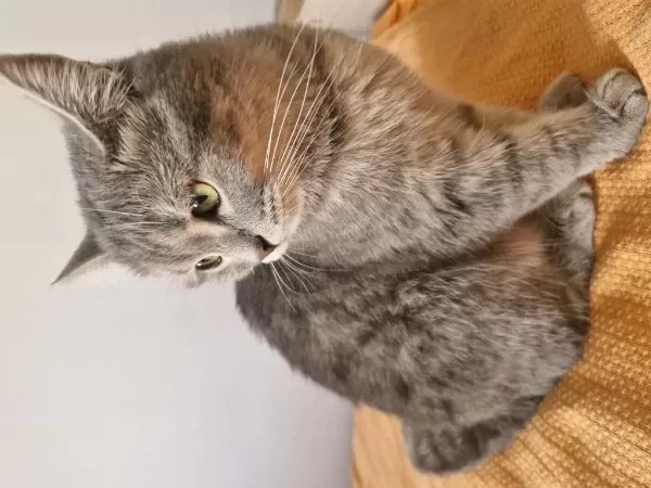 British Shorthair Kırma Kedimiz