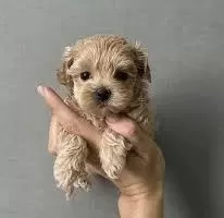Teacup Kore Maltipoo Garantili