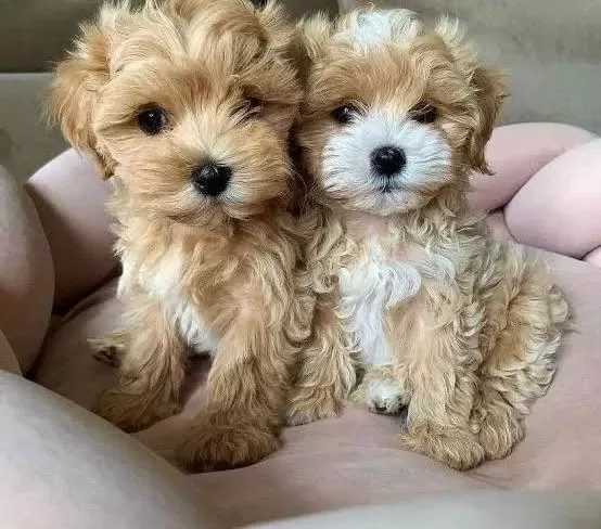 Gerçek Teacup Garantili Kore Maltipoo