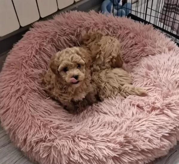 Anne Baba Bize Ait Garantili Orjinal Teacup Maltipoo