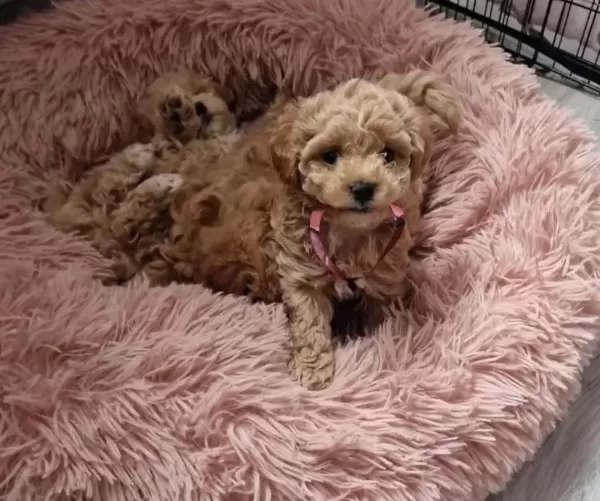 Anne Baba Bize Ait Garantili Orjinal Teacup Maltipoo