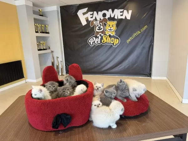 Top Kafa Scottish Fold Yavrulari Fenomen Pet Shop Ank