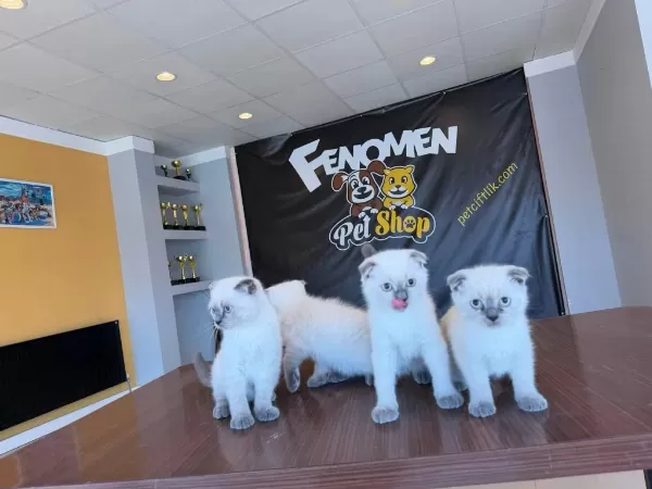 Top Kafa Scottish Fold Yavrulari Fenomen Pet Shop Ank